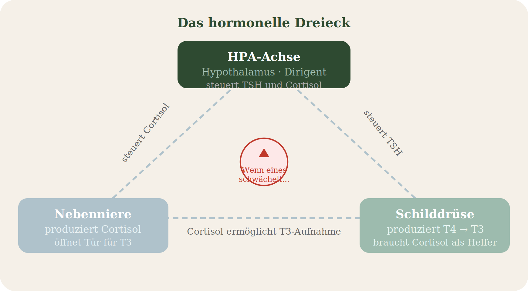 Das hormonelle Dreieck: HPA-Achse als Dirigent steuert Cortisol und TSH, Nebenniere produziert Cortisol und öffnet die Tür für T3, Schilddrüse produziert T4 zu T3 und braucht Cortisol als Helfer