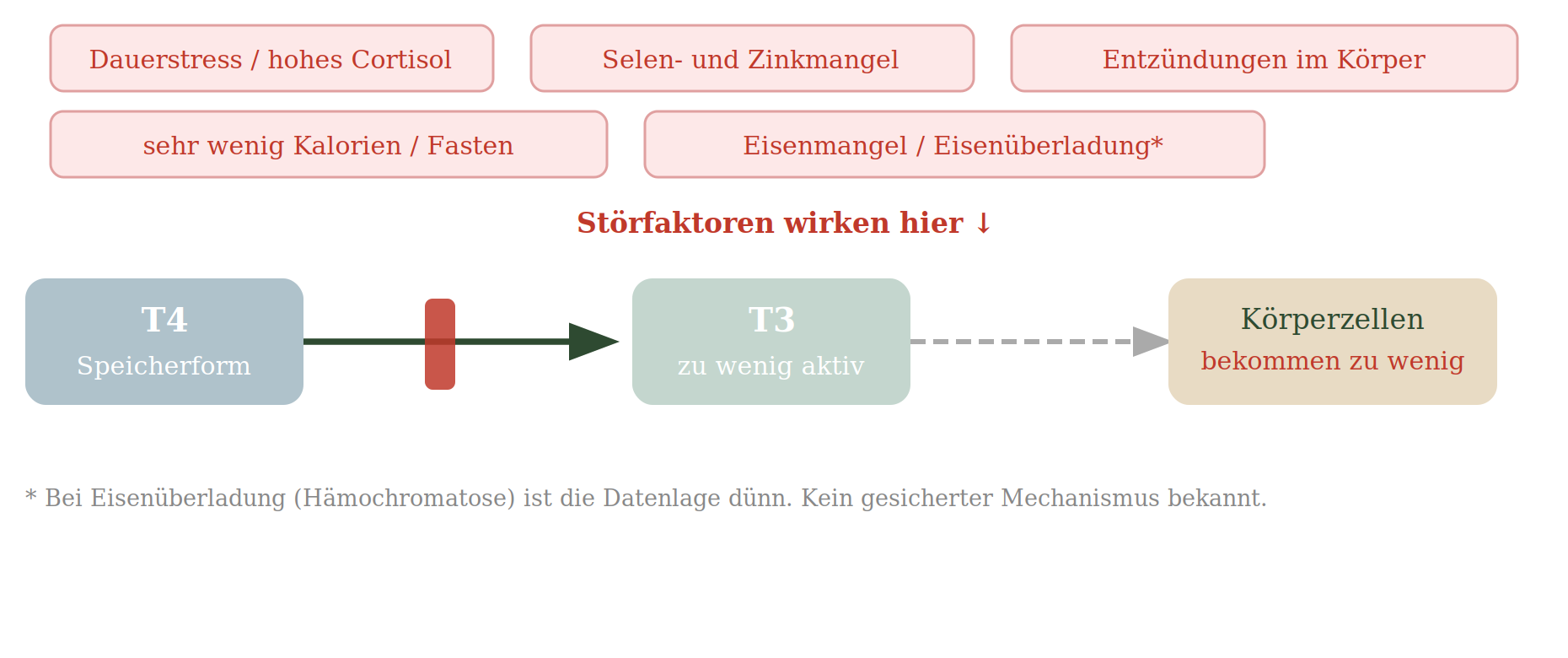 Störfaktoren die die Umwandlung von T4 in aktives T3 hemmen: Dauerstress, Selen- und Zinkmangel, Entzündungen, Fasten und Eisenungleichgewicht, dadurch bekommen Körperzellen zu wenig aktives Schilddrüsenhormon